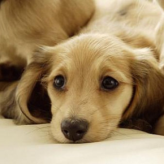 怎样判断网页是使用伪静态还是动态页面